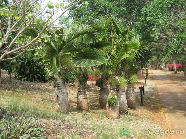 Океан, солнце и ром!