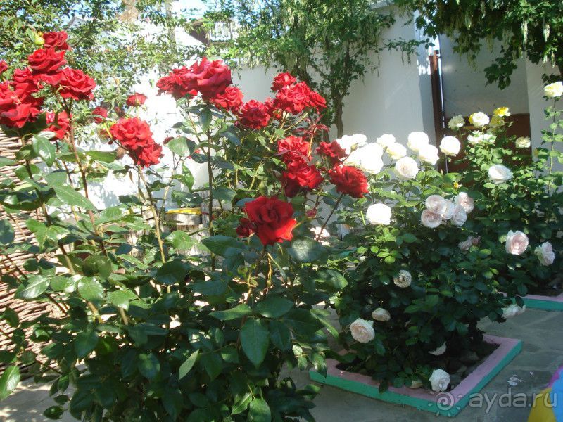 фото Курортный