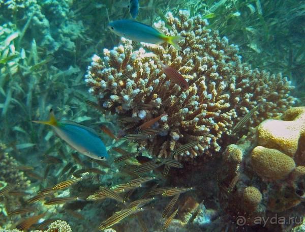 Мир  Красного  моря.