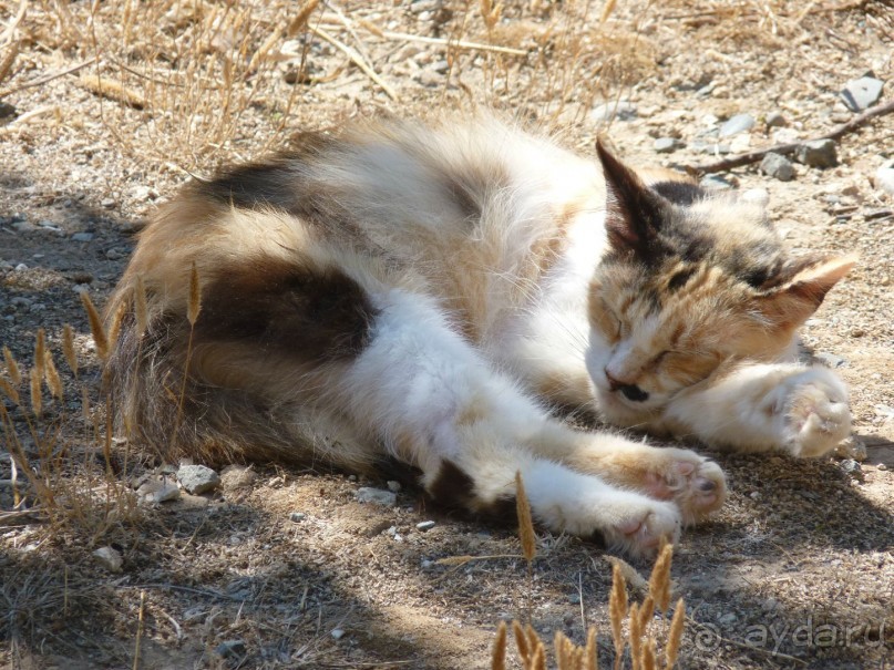 Кипр в вашем сердце