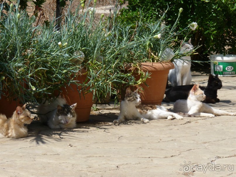 Кипр в вашем сердце