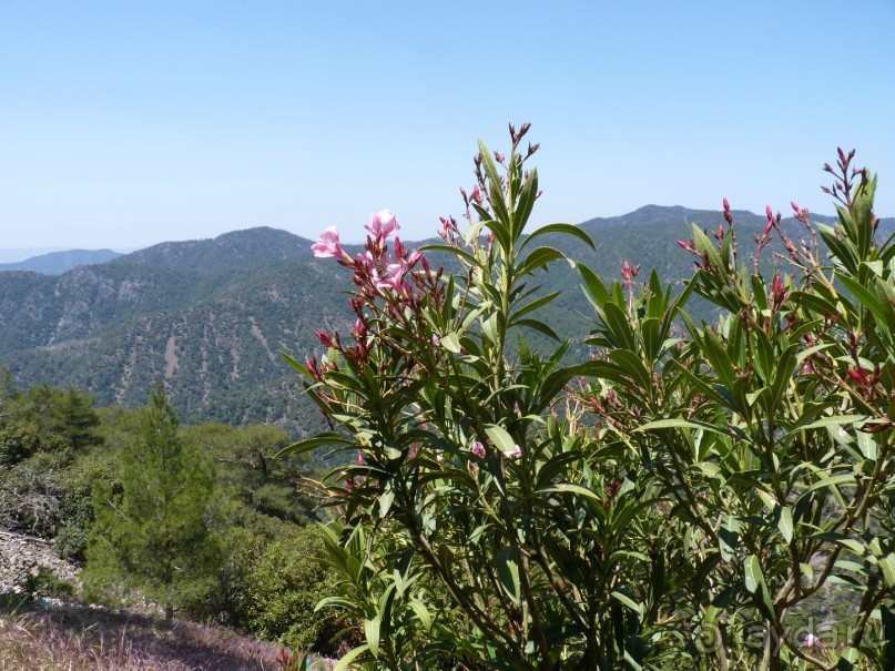 Кипр в вашем сердце