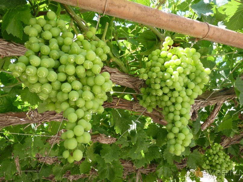 Кипр в вашем сердце