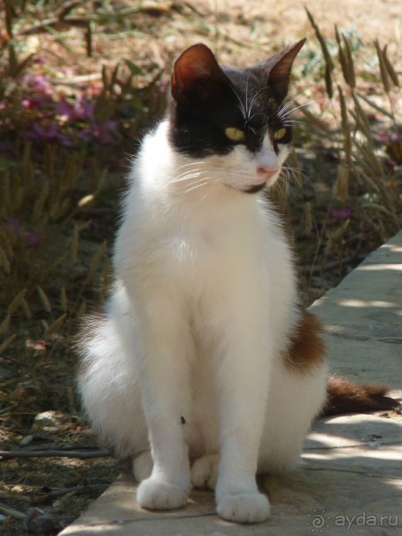 Кипр в вашем сердце