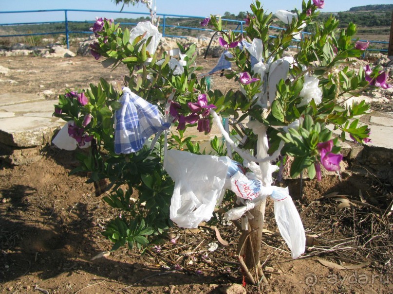 дерево желаний