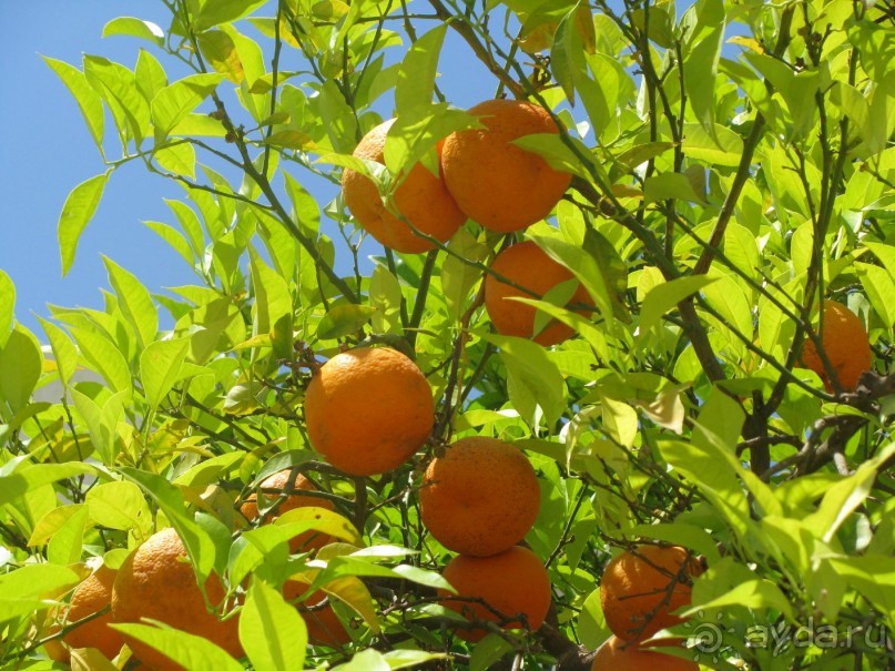 Olympic Lagoon Resort 4*