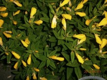 Райский уголок