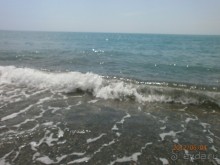 фото Сосновая роща