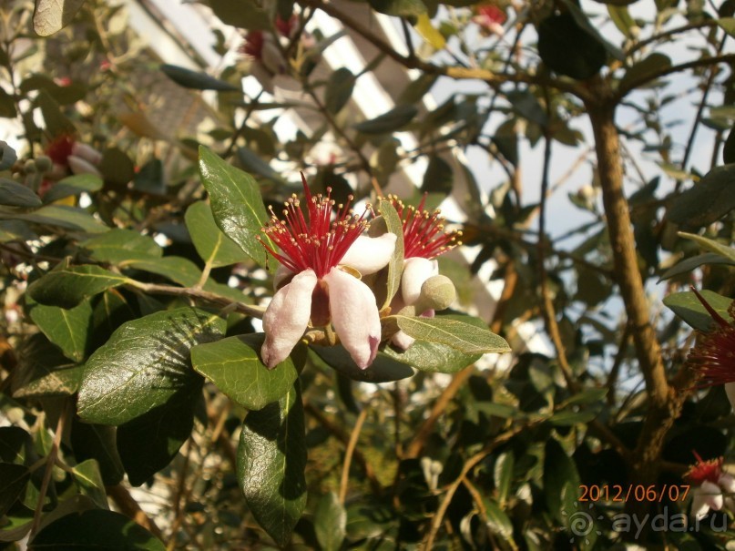 Райский уголок