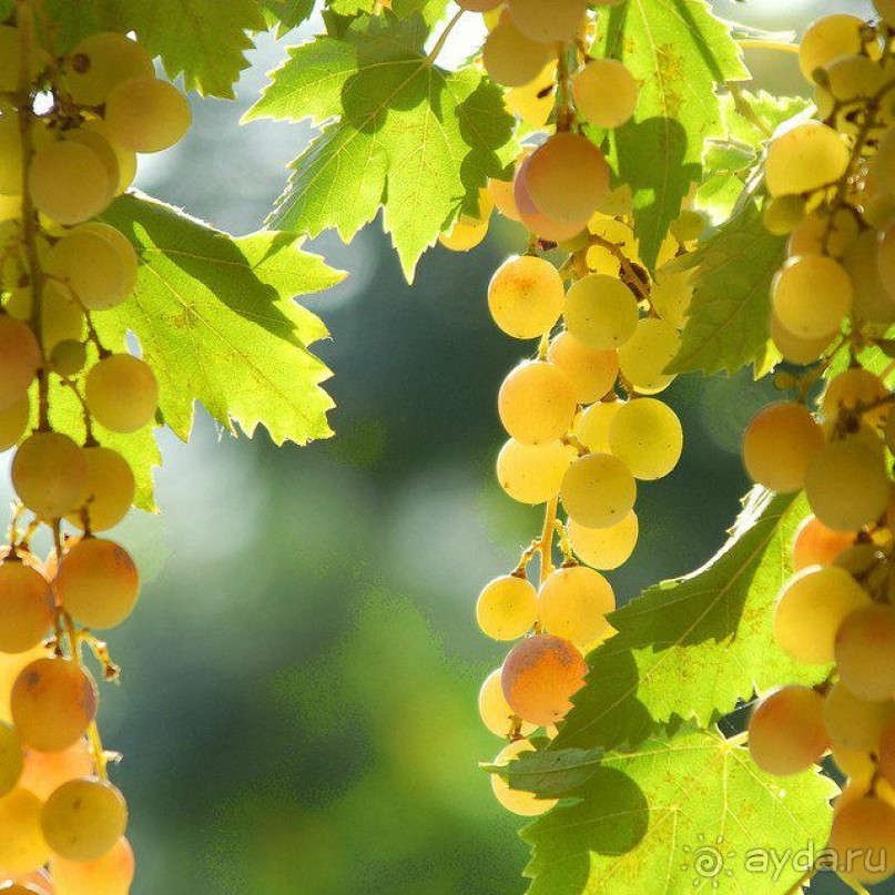 Отдых в Грузии