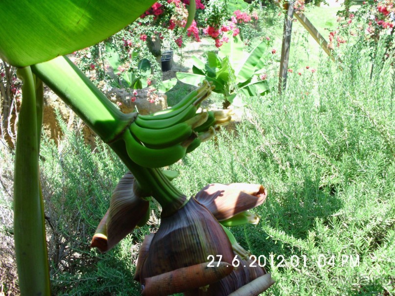 фото Sokha Angkor Hotel