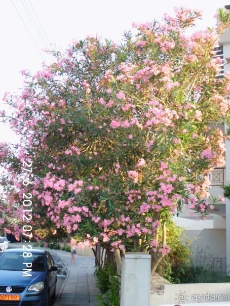 фото Sokha Angkor Hotel