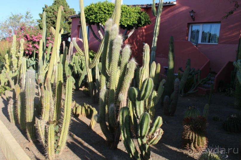 фото Petrcane Pinija