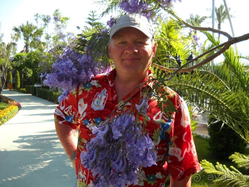 ДЕЛЬФИН ИМПЕРИАЛ