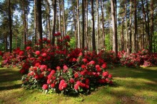 Рига, Юрмала. Интересные места Латвии: рододендроны, витая лестница, черепаха и дама в шляпе. 