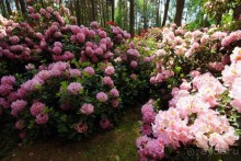 Рига, Юрмала. Интересные места Латвии: рододендроны, витая лестница, черепаха и дама в шляпе. 