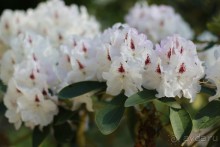 Рига, Юрмала. Интересные места Латвии: рододендроны, витая лестница, черепаха и дама в шляпе. 