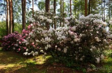 Альбом отзыва "Рига, Юрмала. Интересные места Латвии: рододендроны, витая лестница, черепаха и дама в шляпе. "