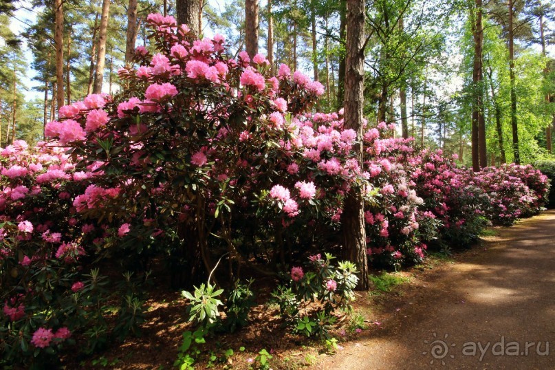 Рига, Юрмала. Интересные места Латвии: рододендроны, витая лестница, черепаха и дама в шляпе. 