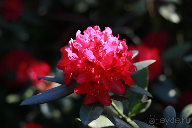 Рига, Юрмала. Интересные места Латвии: рододендроны, витая лестница, черепаха и дама в шляпе. 