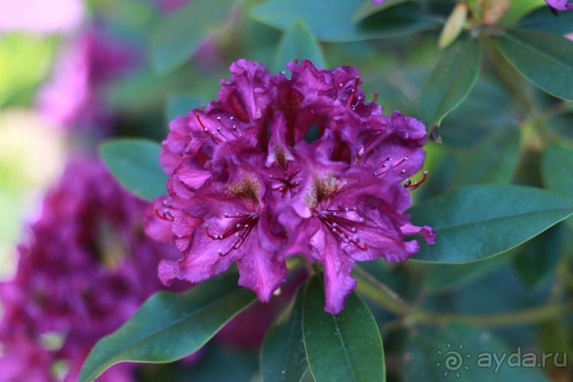 Рига, Юрмала. Интересные места Латвии: рододендроны, витая лестница, черепаха и дама в шляпе. 