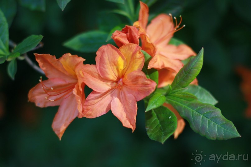 Рига, Юрмала. Интересные места Латвии: рододендроны, витая лестница, черепаха и дама в шляпе. 