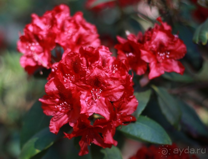 Рига, Юрмала. Интересные места Латвии: рододендроны, витая лестница, черепаха и дама в шляпе. 