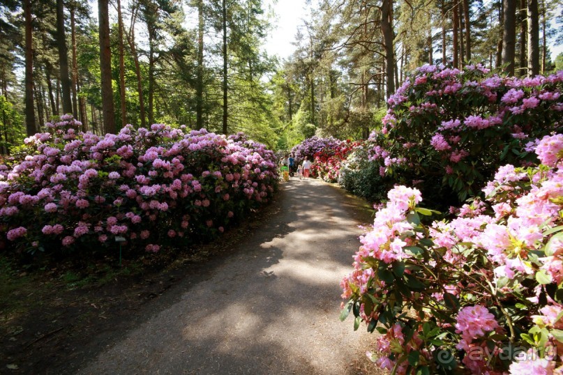 Рига, Юрмала. Интересные места Латвии: рододендроны, витая лестница, черепаха и дама в шляпе. 