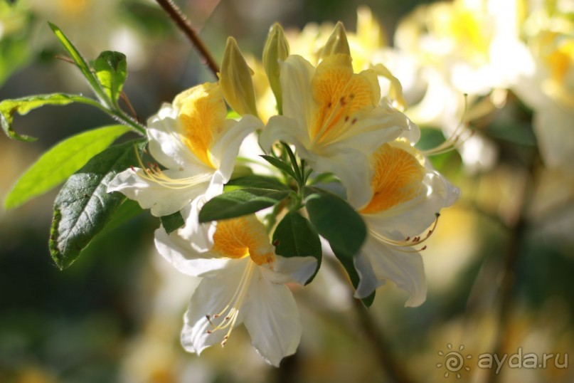 Рига, Юрмала. Интересные места Латвии: рододендроны, витая лестница, черепаха и дама в шляпе. 