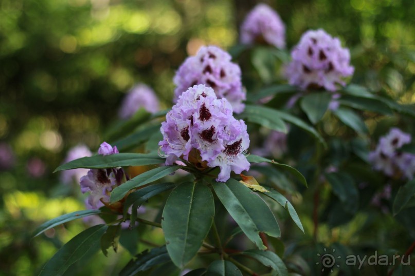 Рига, Юрмала. Интересные места Латвии: рододендроны, витая лестница, черепаха и дама в шляпе. 