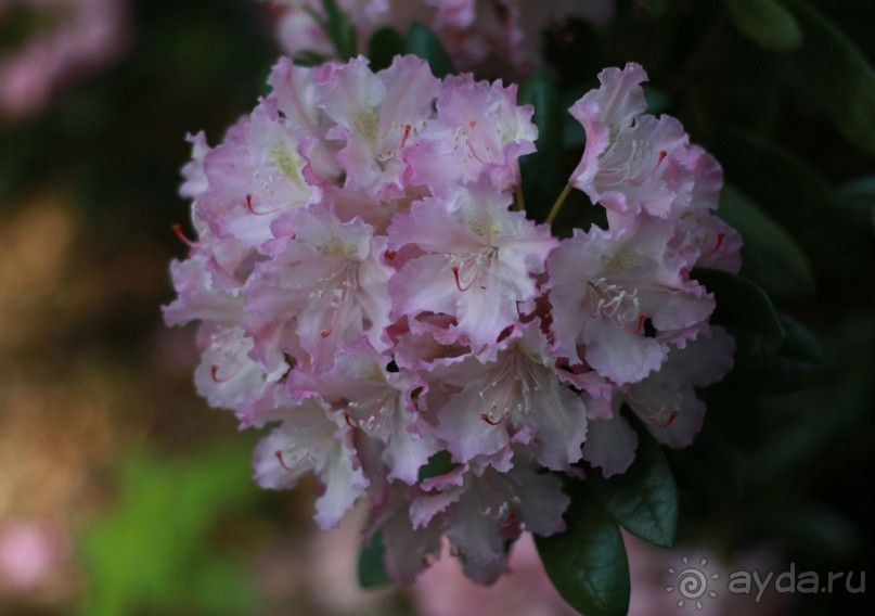 Рига, Юрмала. Интересные места Латвии: рододендроны, витая лестница, черепаха и дама в шляпе. 