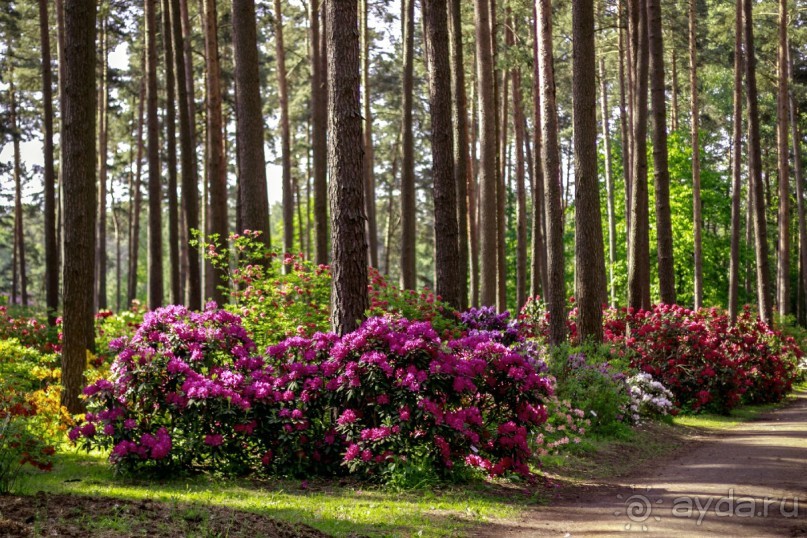 Рига, Юрмала. Интересные места Латвии: рододендроны, витая лестница, черепаха и дама в шляпе. 