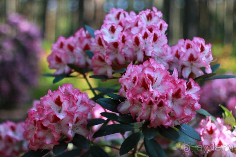 Рига, Юрмала. Интересные места Латвии: рододендроны, витая лестница, черепаха и дама в шляпе. 