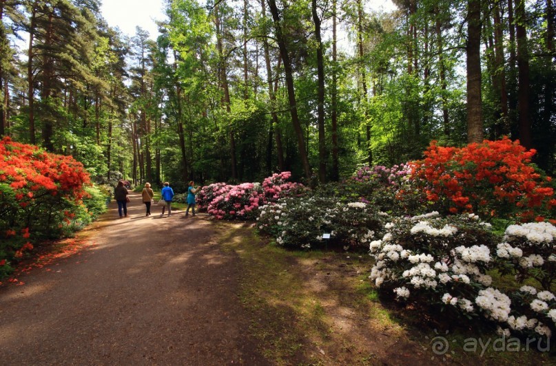 Рига, Юрмала. Интересные места Латвии: рододендроны, витая лестница, черепаха и дама в шляпе. 