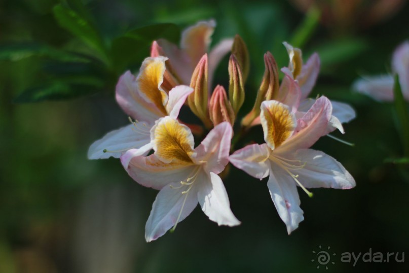 Рига, Юрмала. Интересные места Латвии: рододендроны, витая лестница, черепаха и дама в шляпе. 