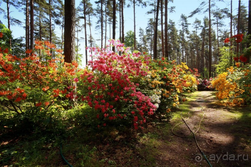 Рига, Юрмала. Интересные места Латвии: рододендроны, витая лестница, черепаха и дама в шляпе. 