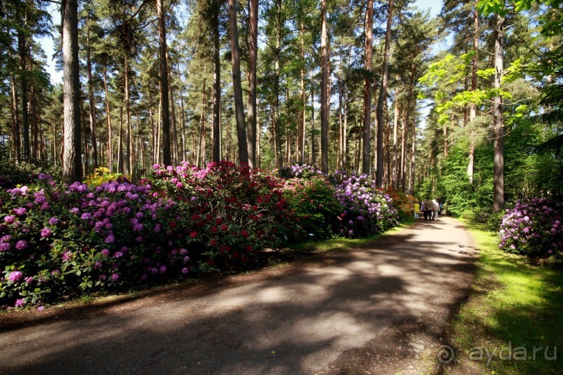 Рига, Юрмала. Интересные места Латвии: рододендроны, витая лестница, черепаха и дама в шляпе. 