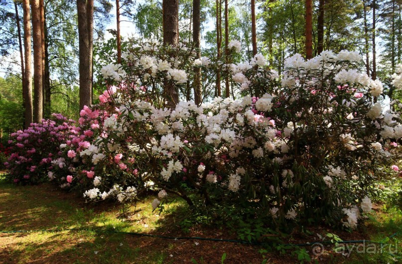 Рига, Юрмала. Интересные места Латвии: рододендроны, витая лестница, черепаха и дама в шляпе. 