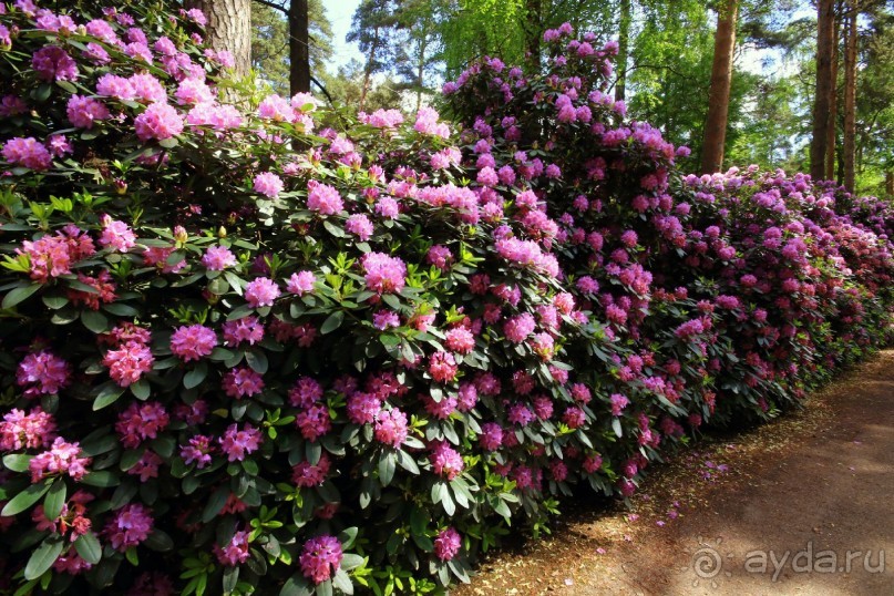 Рига, Юрмала. Интересные места Латвии: рододендроны, витая лестница, черепаха и дама в шляпе. 