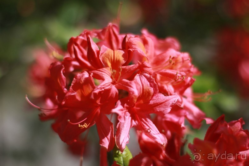 Рига, Юрмала. Интересные места Латвии: рододендроны, витая лестница, черепаха и дама в шляпе. 