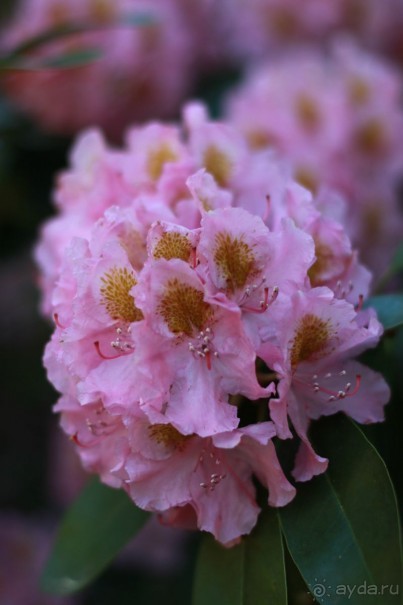 Рига, Юрмала. Интересные места Латвии: рододендроны, витая лестница, черепаха и дама в шляпе. 