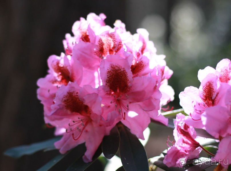 Рига, Юрмала. Интересные места Латвии: рододендроны, витая лестница, черепаха и дама в шляпе. 