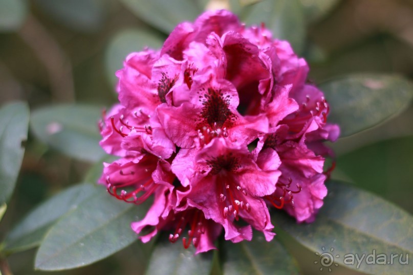 Рига, Юрмала. Интересные места Латвии: рододендроны, витая лестница, черепаха и дама в шляпе. 