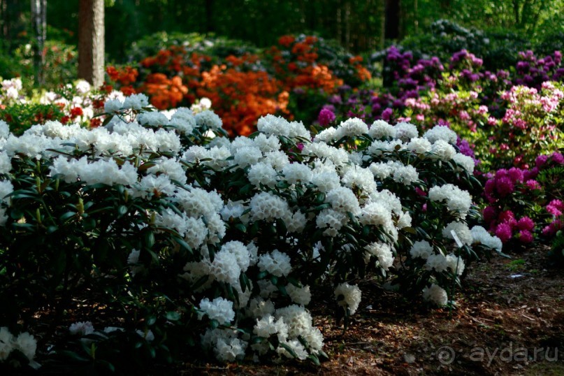 Рига, Юрмала. Интересные места Латвии: рододендроны, витая лестница, черепаха и дама в шляпе. 