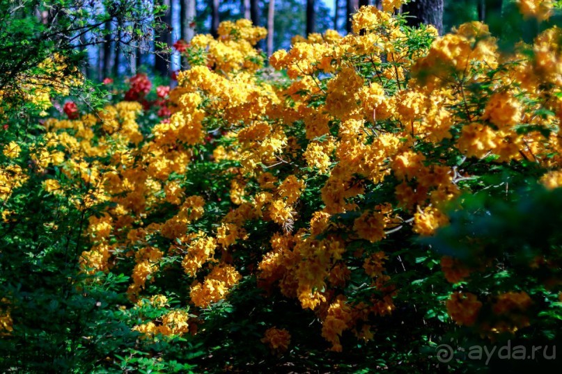 Рига, Юрмала. Интересные места Латвии: рододендроны, витая лестница, черепаха и дама в шляпе. 
