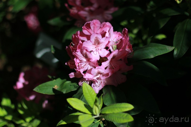 Рига, Юрмала. Интересные места Латвии: рододендроны, витая лестница, черепаха и дама в шляпе. 