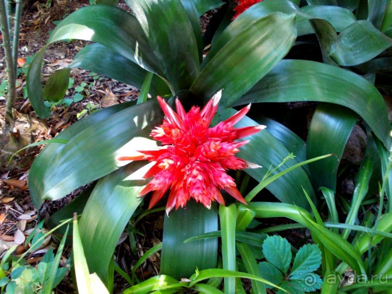 Моё путешествие на Искью 