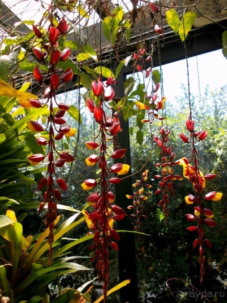 Моё путешествие на Искью 