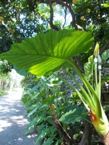 Моё путешествие на Искью 