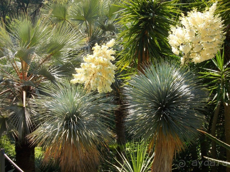 Моё путешествие на Искью 